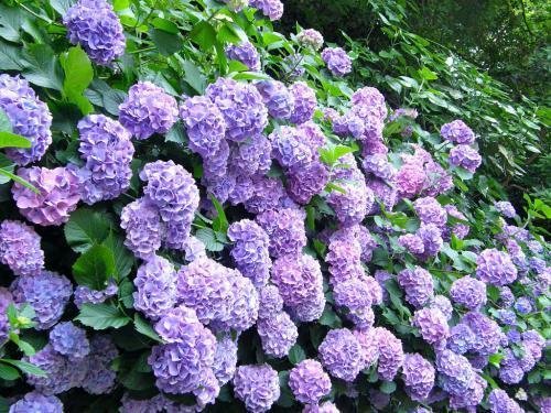 春天里开的花有哪些