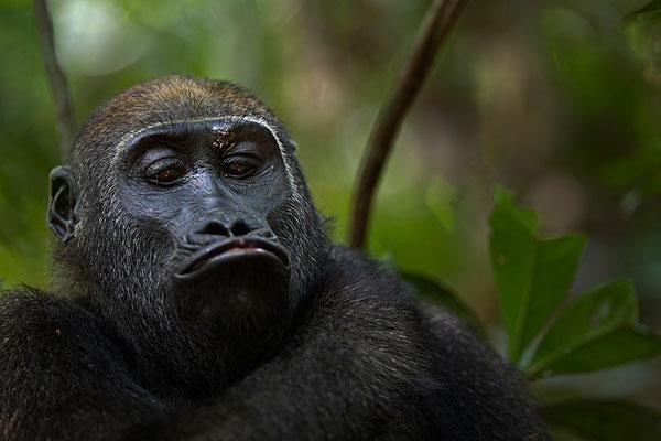 大猩猩自备吸管向游客索要饮料,是否存在安全隐患?