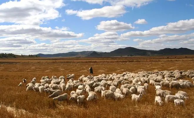 官方通报以给羊做核酸为由顺手牵羊事件,涉事人员会面临什么处罚呢?