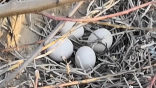 北京野生动物园游客偷拿天鹅蛋，该景区会对其做什么处置？