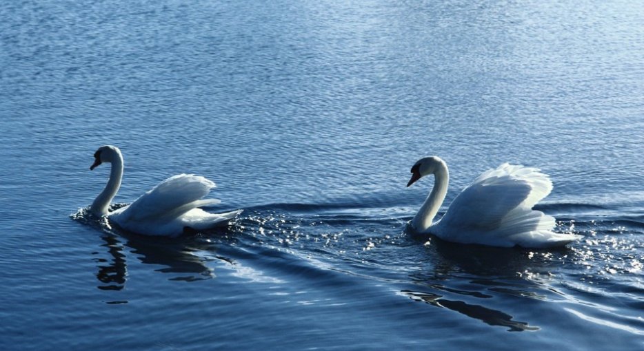 北京野生动物园游客偷拿天鹅蛋，该景区会对其做什么处置？