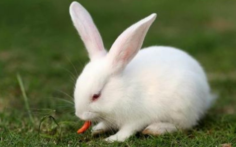 “侨隹神州生活美”是指什么动物？