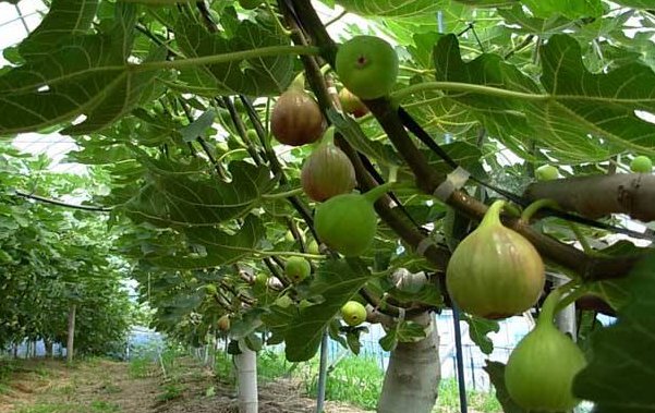 无花果的叶子什么形状