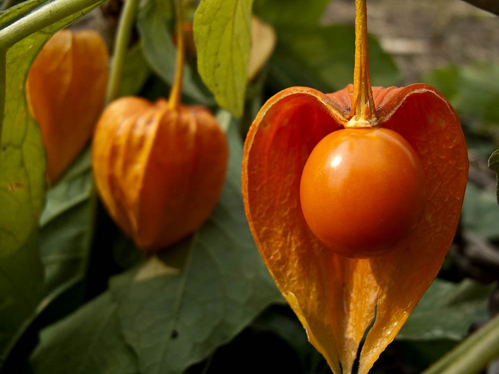 东北俗称的发音为“谷鸟”和“阳谷鸟”的水果学名叫什么?