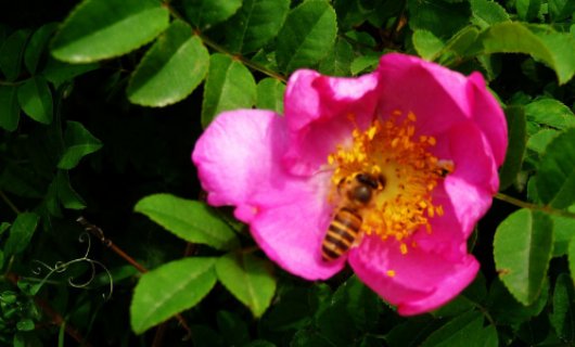 月季和玫瑰有什么区别？