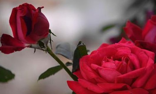 月季和玫瑰有什么区别？