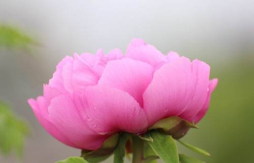 红雪莲的故事版