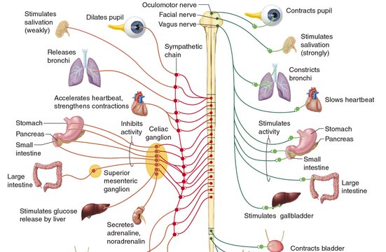 什么是周围神经系统？