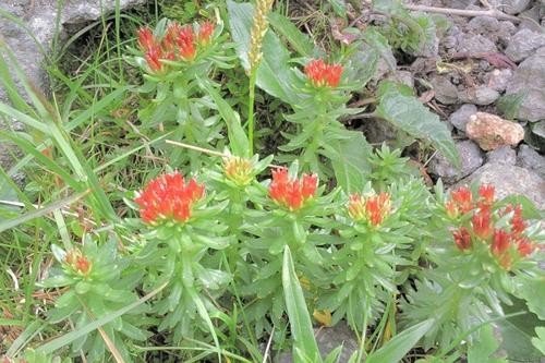 红景天的功效与作用？