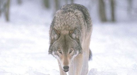 公狼会不会咬母狼