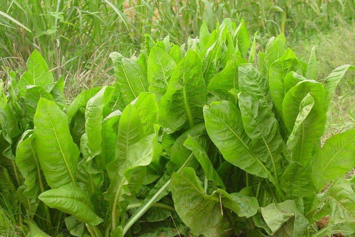 牧草是什么东西?