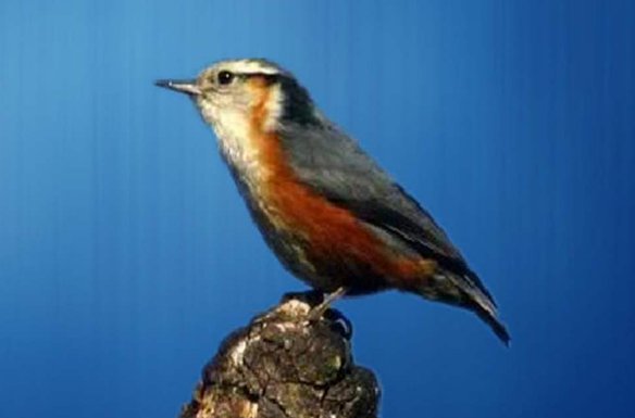 鸣啭是什么意思？