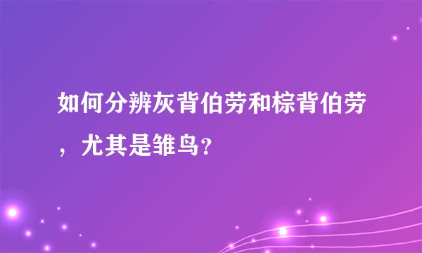 如何分辨灰背伯劳和棕背伯劳，尤其是雏鸟？