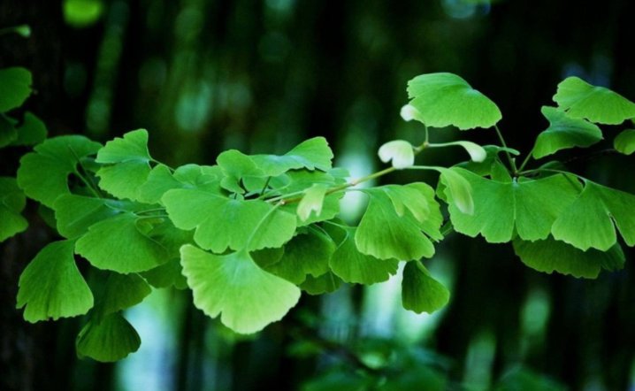 如何保护植物？