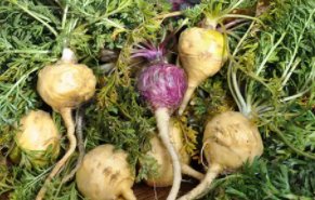 玛卡的功效与作用?