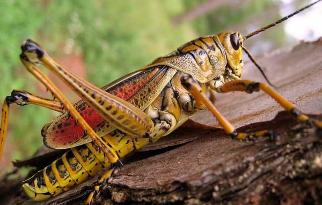 蝗虫图片和蚂蚱是一个生物吗