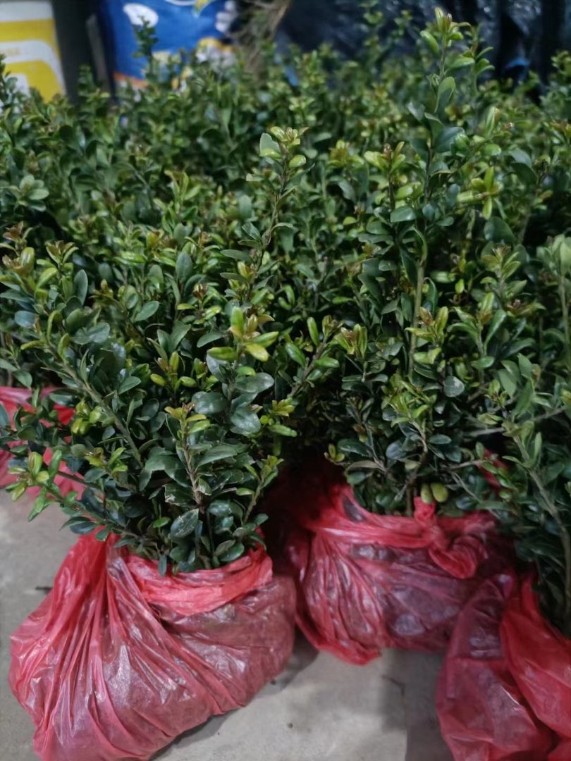 龟甲冬青的介绍