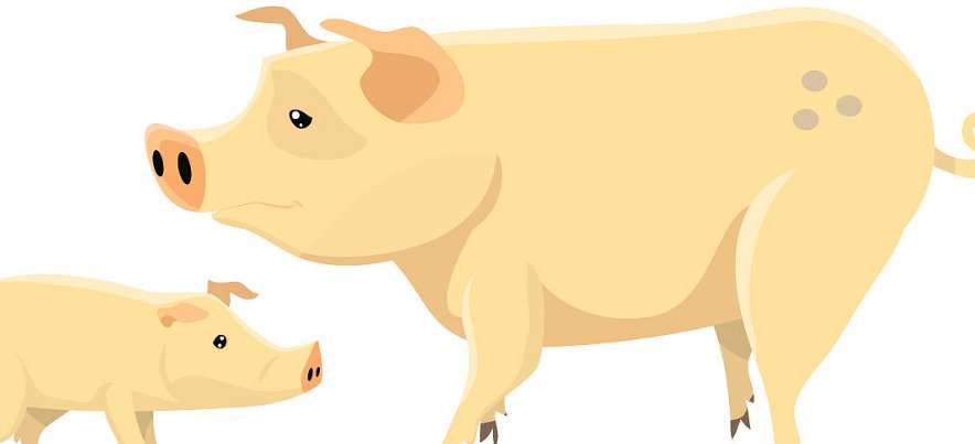 母猪肉能不能吃?为什么?