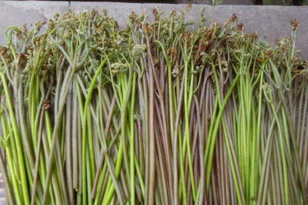 蕨菜的功效作用及危害是什么？