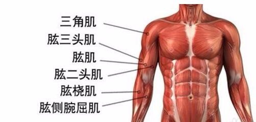 手臂上的肌肉都有哪些?
