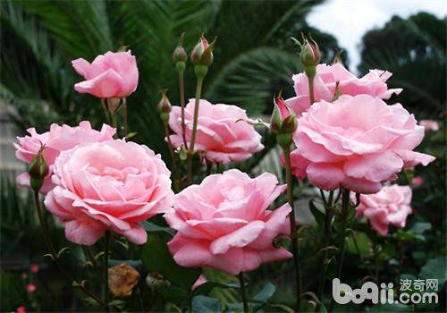 怎样给花浇水？