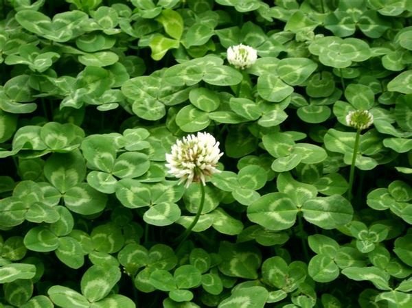 牧草是什么东西?