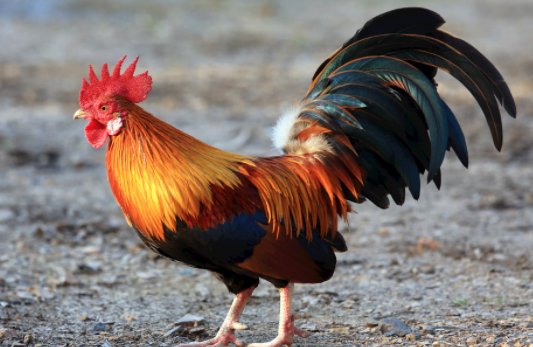 盗墓需要什么装备????