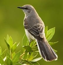 嘲鸫是什么东西？