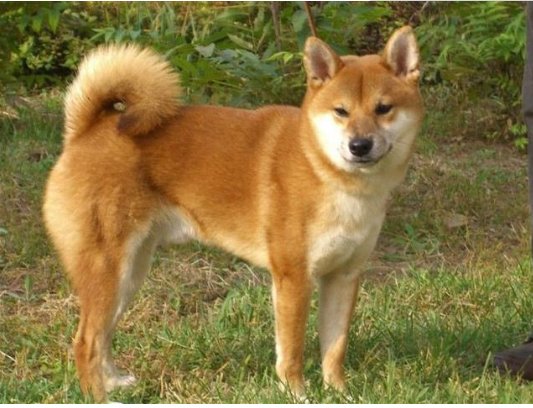 中华田园犬为什么会被城市禁养？