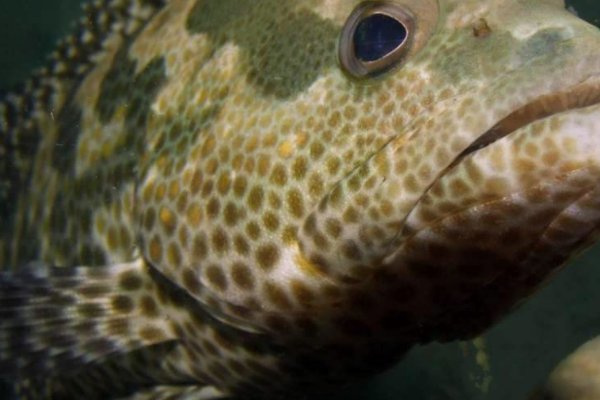 石斑鱼有多少种类？带图片，名字。