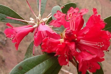 介绍马樱花作文