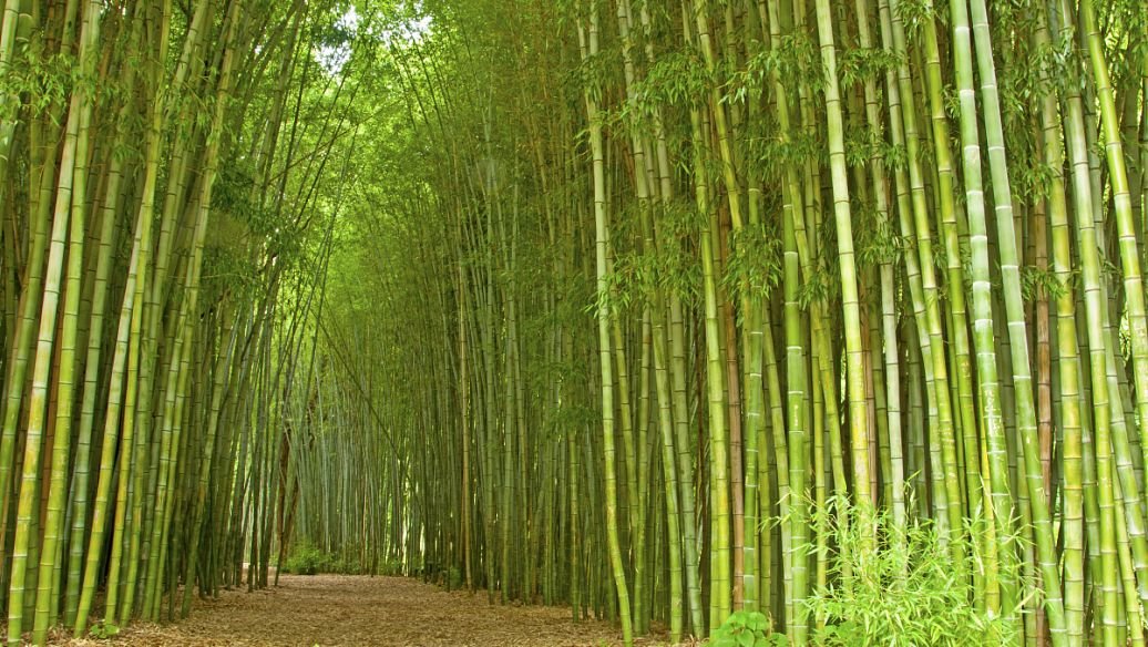 刚竹种植办法有哪些注意的