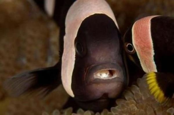 一条被缩头鱼虱完全寄生的鱼,如果脱离缩头鱼虱还能活吗?