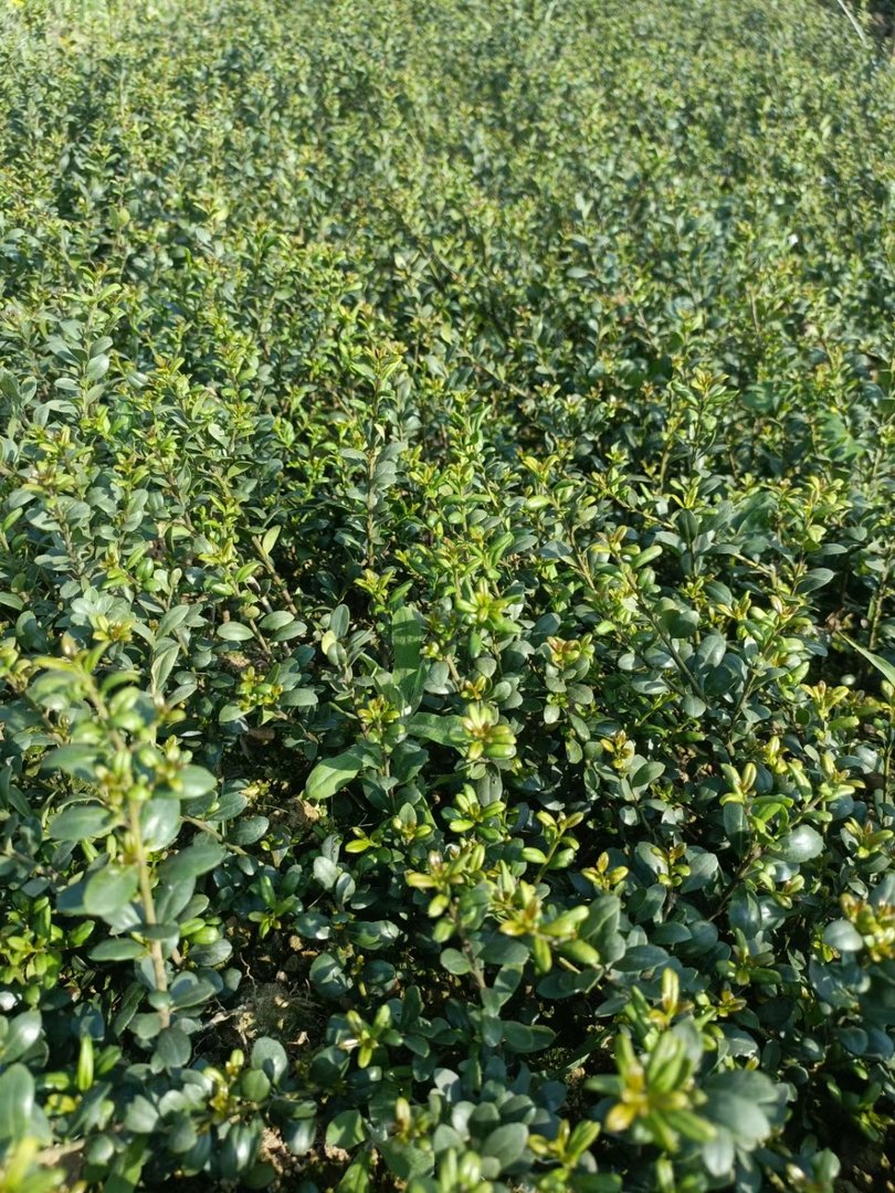 龟甲冬青的介绍