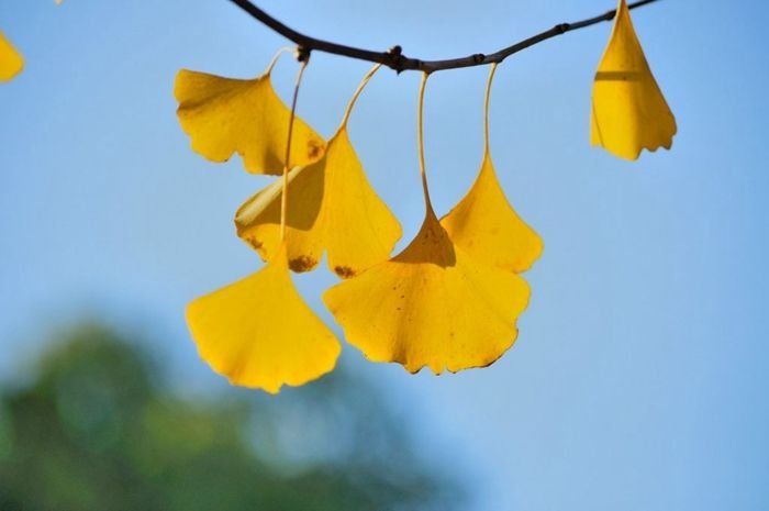 银杏叶泡水喝有什么作用