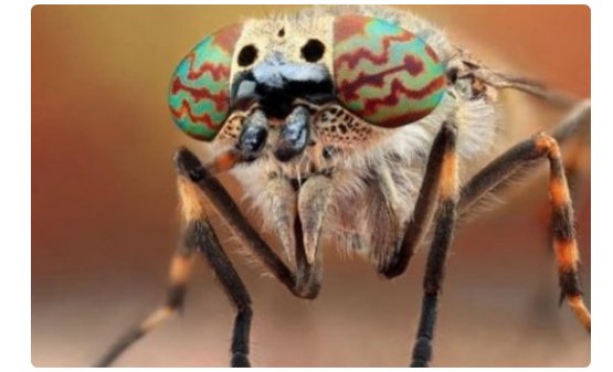 马蝇在中国有的吗?