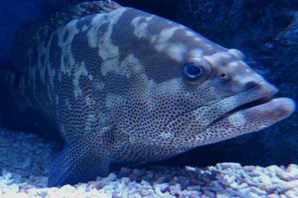 石斑鱼有多少种类？带图片，名字。