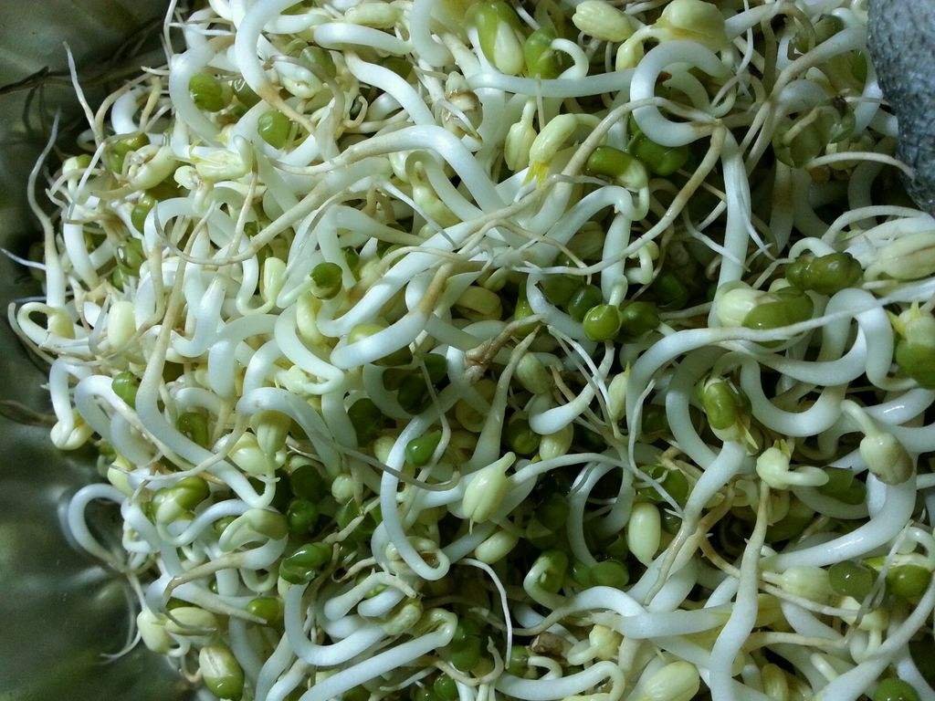 发豆芽观察日记7天