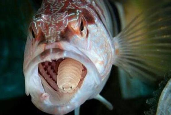 一条被缩头鱼虱完全寄生的鱼，如果脱离缩头鱼虱还能活吗？