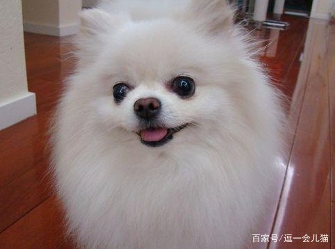 博美犬好养吗？