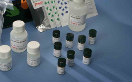 莱克多巴胺是什么东西?