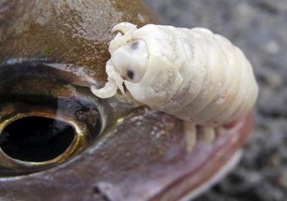 一条被缩头鱼虱完全寄生的鱼,如果脱离缩头鱼虱还能活吗?