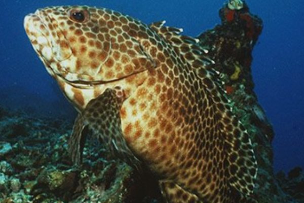 石斑鱼有多少种类？带图片，名字。