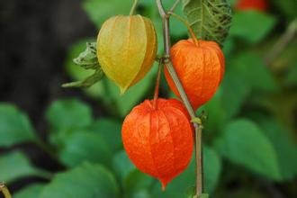 东北俗称的发音为“谷鸟”和“阳谷鸟”的水果学名叫什么?