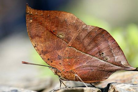 枯叶蝶是什么意思呢