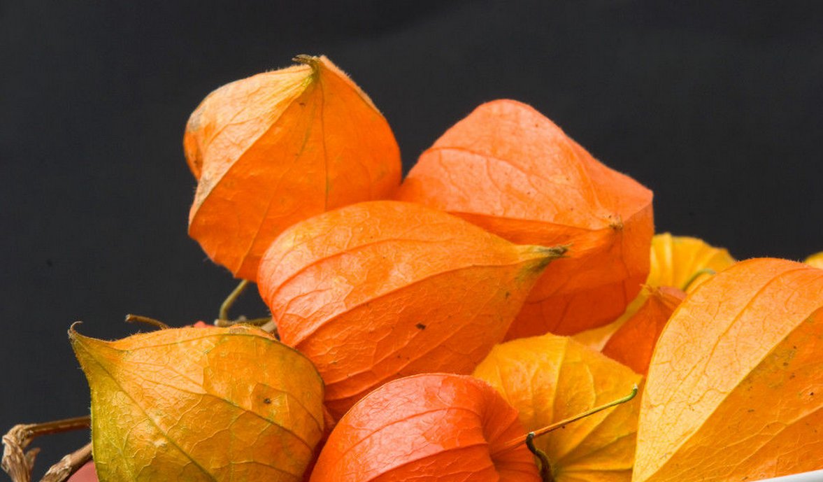 东北俗称的发音为“谷鸟”和“阳谷鸟”的水果学名叫什么?