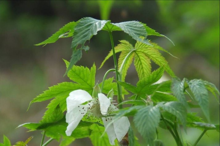 绞股蓝的功效与作用