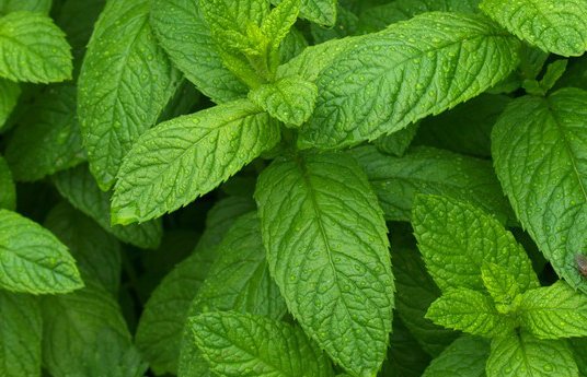 装修后,有什么办法去除甲醛？