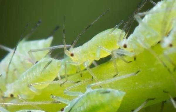最好消灭腻虫的方法有哪些?