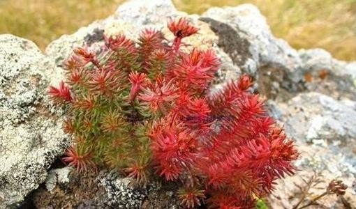 红景天的功效与作用？